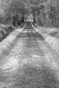 IMG_7640R_NB_chemin Saint Sauveur le Vicomte