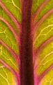 08-IMG_2457R25